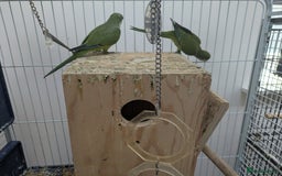 Parakeets birds for sale: Quaker parrots babies hand reared different colour - Image 4