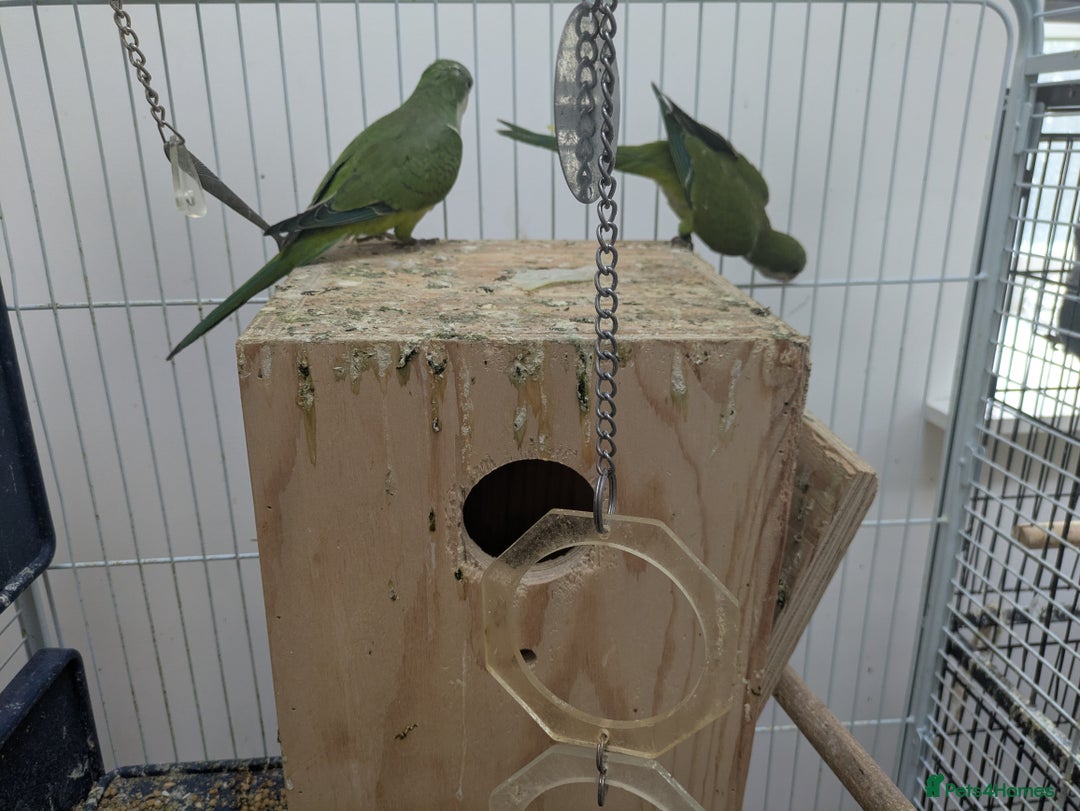 Parakeets birds for sale: Quaker parrots babies hand reared different colour - Image 4