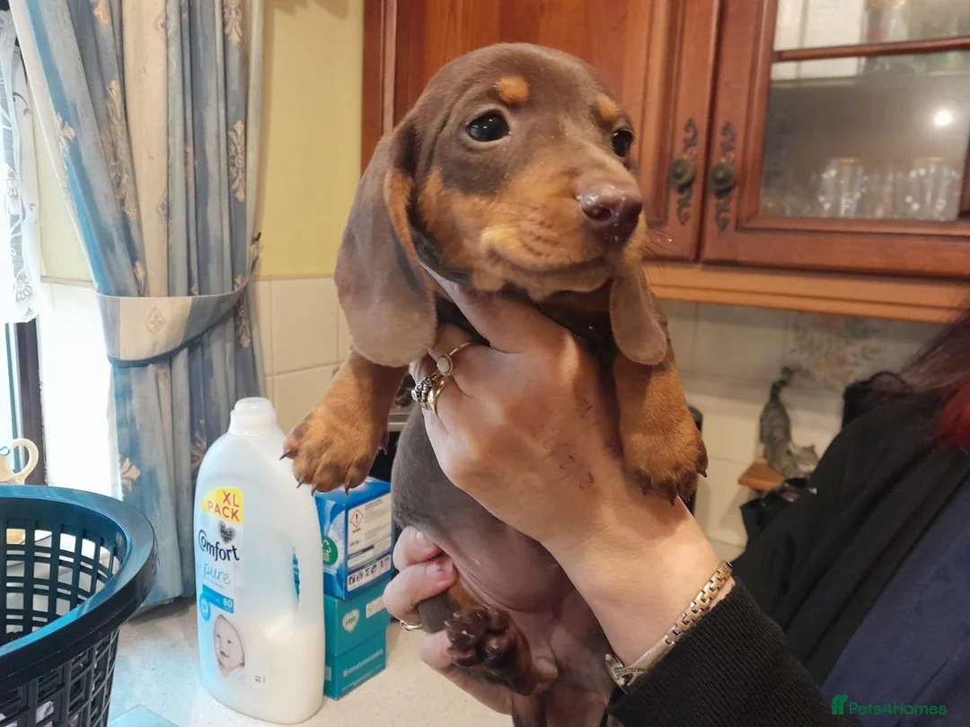Dachshund dogs for sale: Miniature Dashound puppys  - Advert 7
