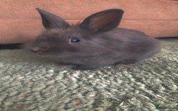 Mixed Breed rabbits for sale: 2 male rabbits  - Image 3