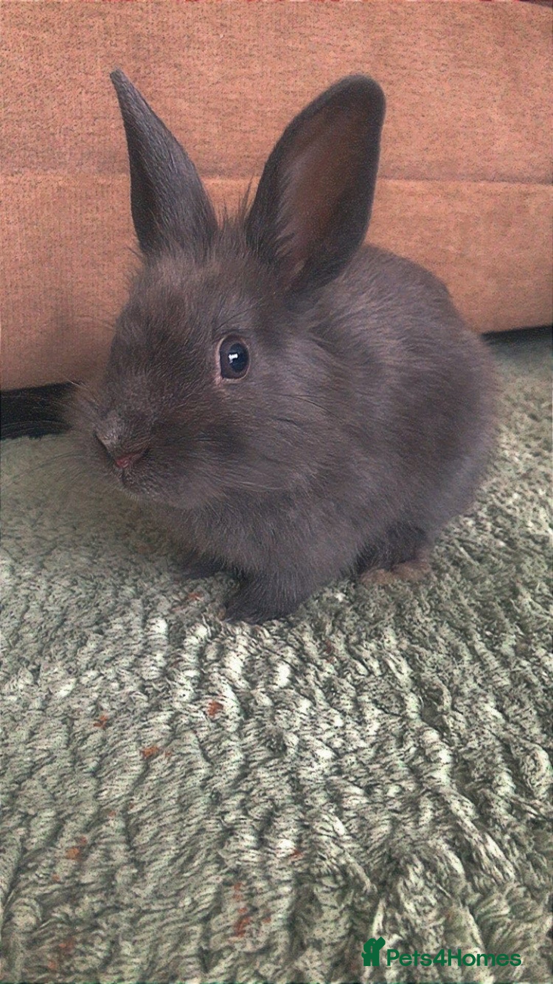 Mixed Breed rabbits for sale: 2 male rabbits  - Image 3