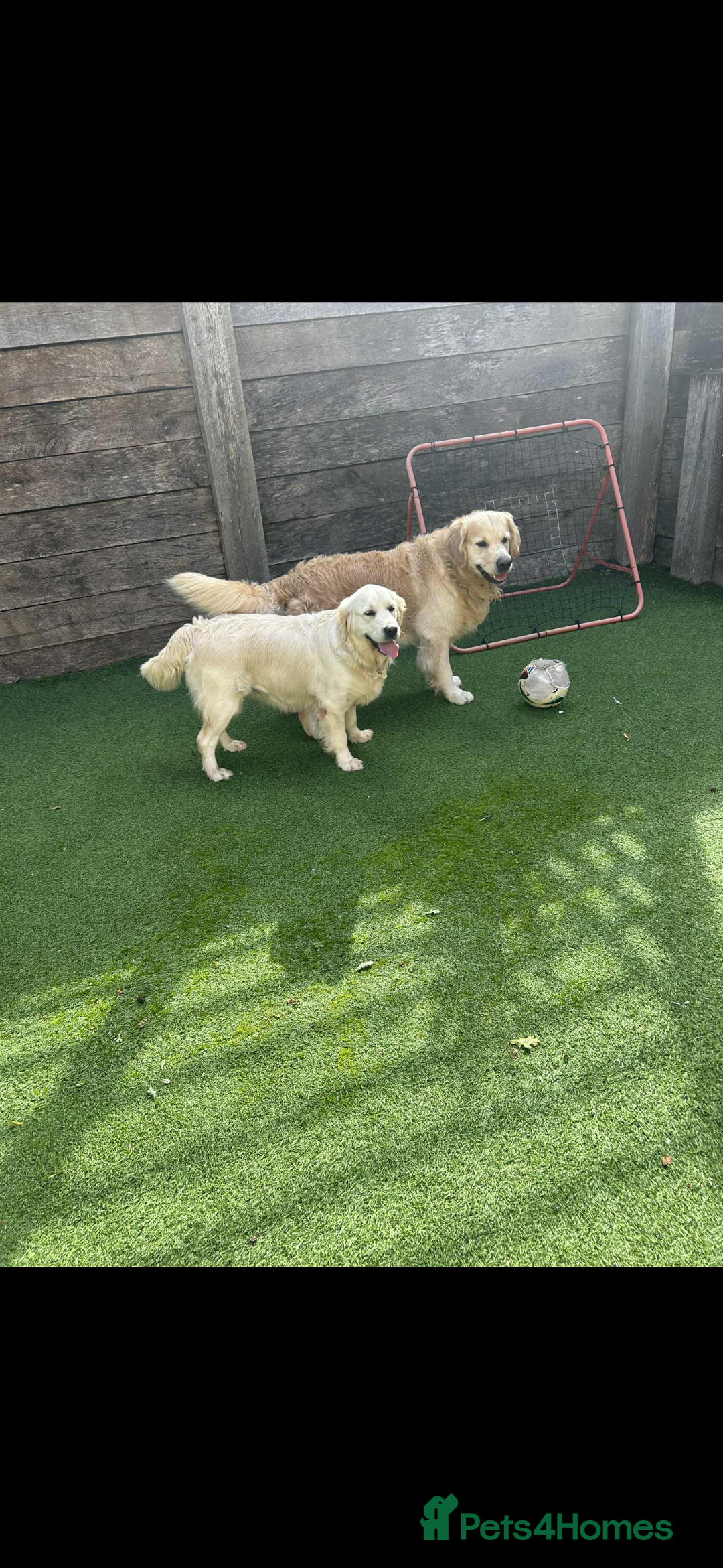 Golden Retriever dogs for sale: Golden Retriver puppies  - Advert 14