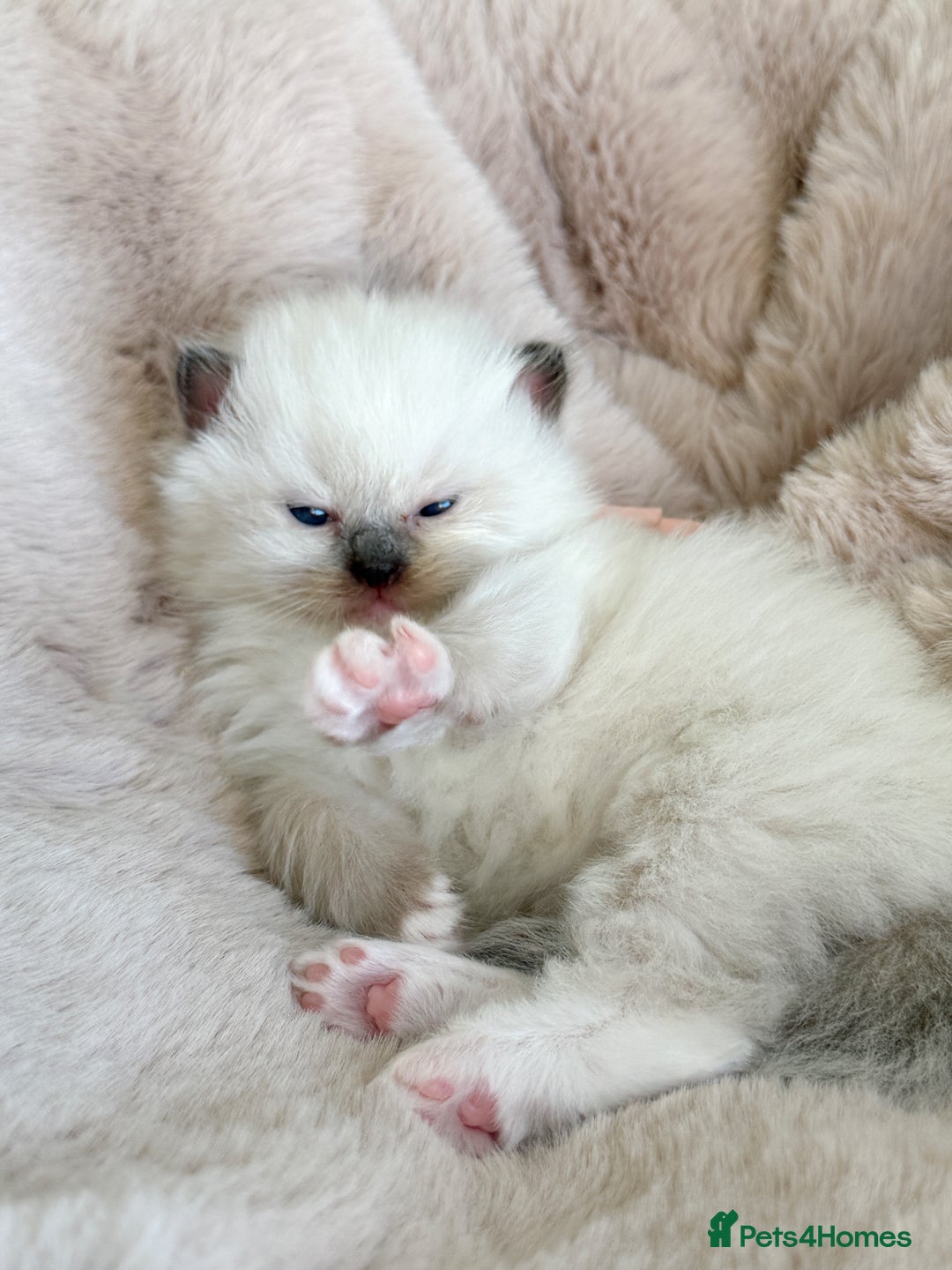 Ragdoll cats for sale: 💕 Beautiful Female Ragdoll 💕 - Advert 12