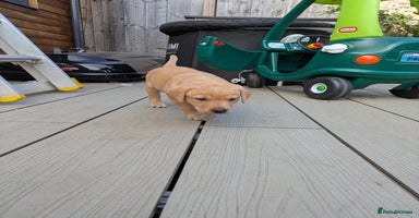 Labrador Retriever dogs - Advert 13