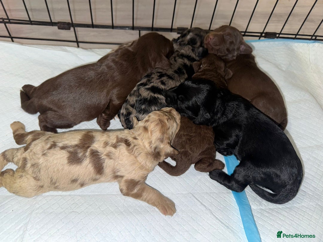 Labradoodle dogs for sale: Stunning labradoodle puppies - Advert 2