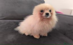 Pomeranian dogs for sale: Male Pomeranian  - Image 7