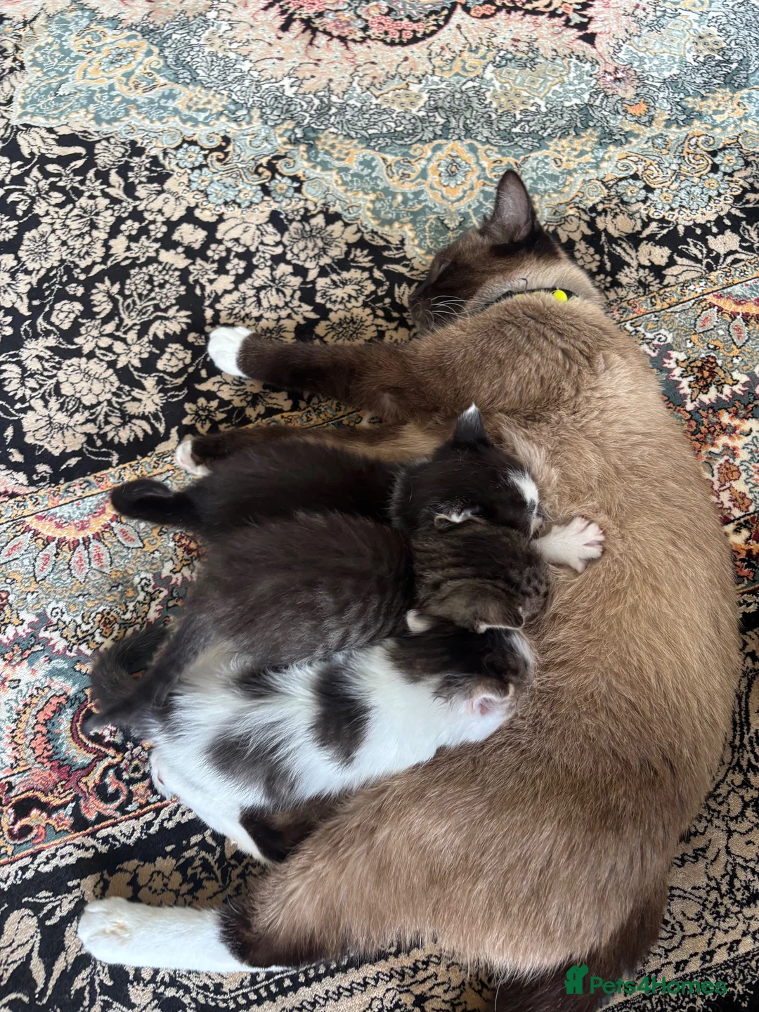 Mixed Breed cats for sale: 3 Mixed breed kittens in Enfield - Advert 1