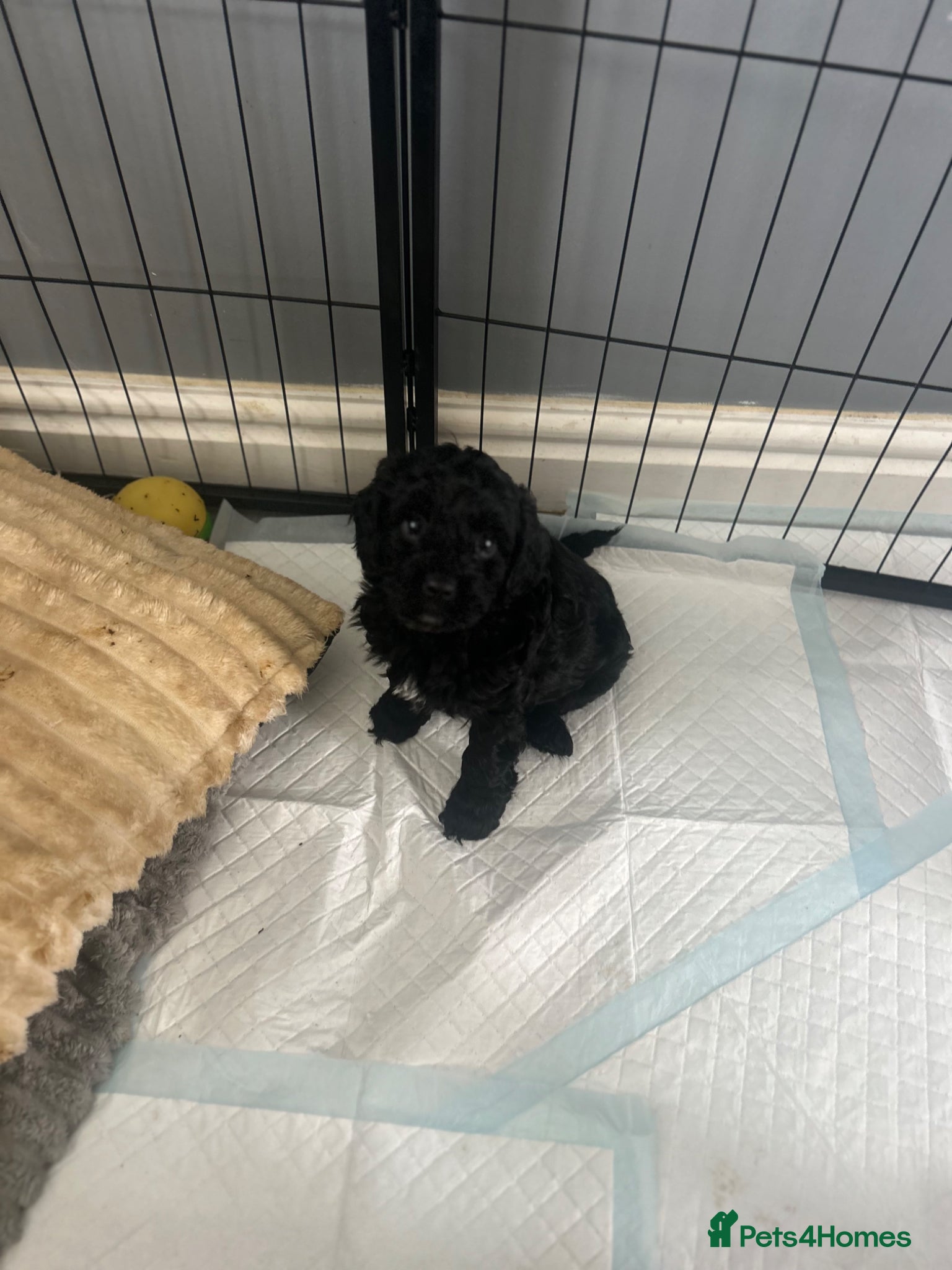 Mixed Breed dogs Cockalier-poo - Advert 11