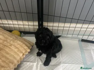 Mixed Breed dogs Cockalier-poo - Advert 11