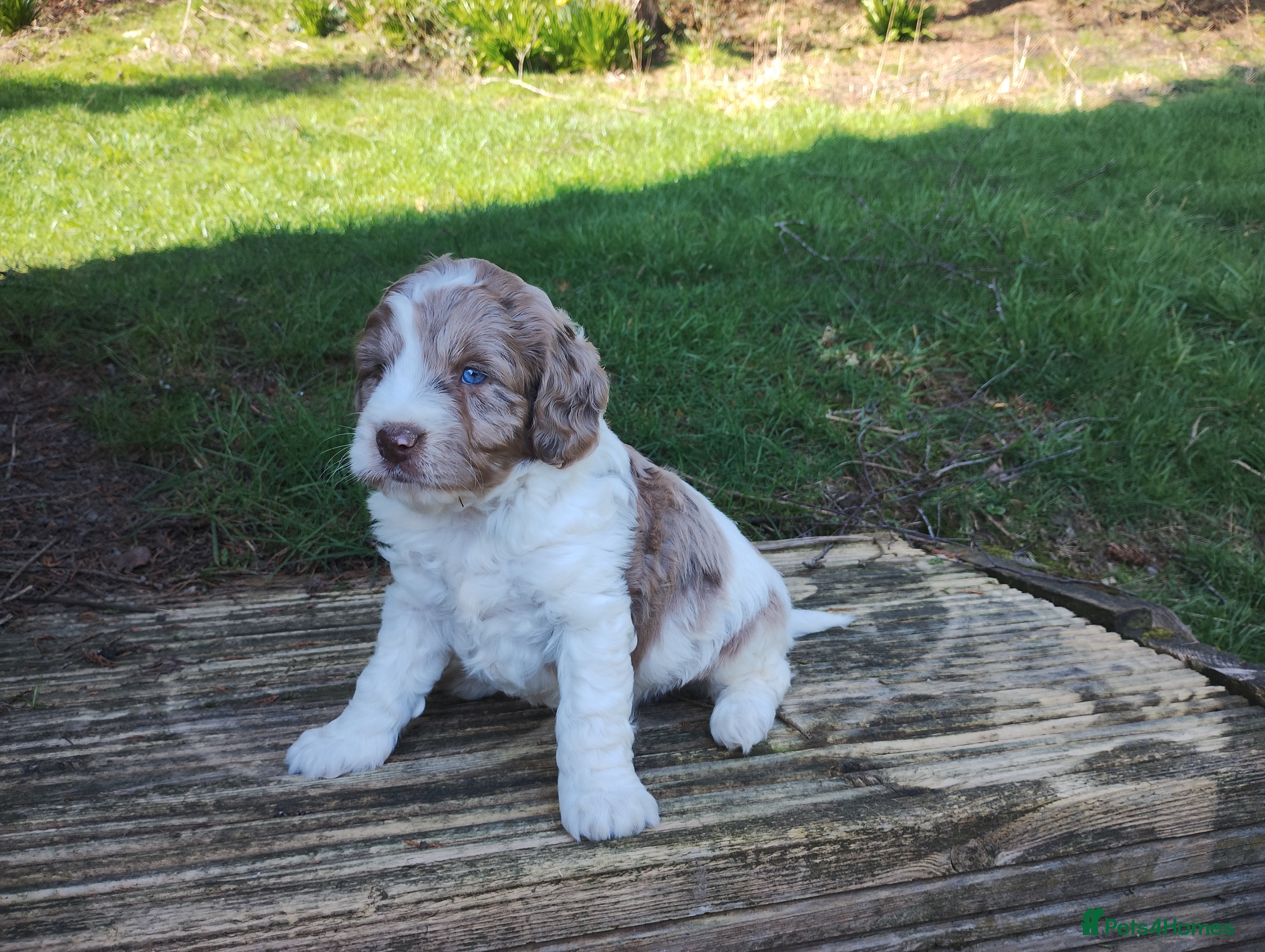 Cockapoo dogs Cockapoo Puppies F1! - Advert 9