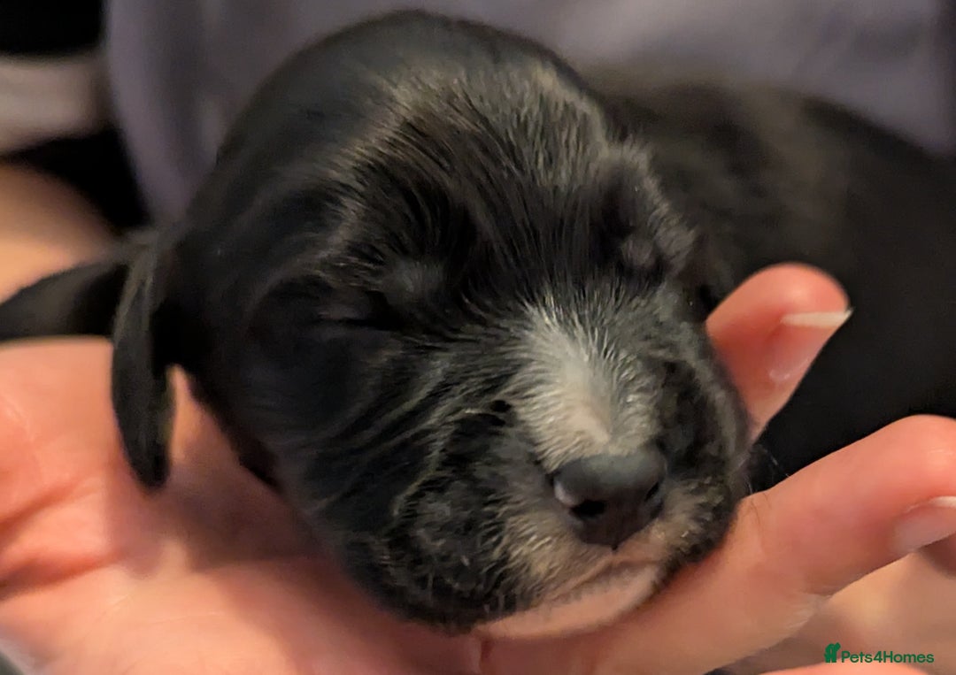 Sprocker dogs for sale: Sprocker Spaniel Puppies - Image 10