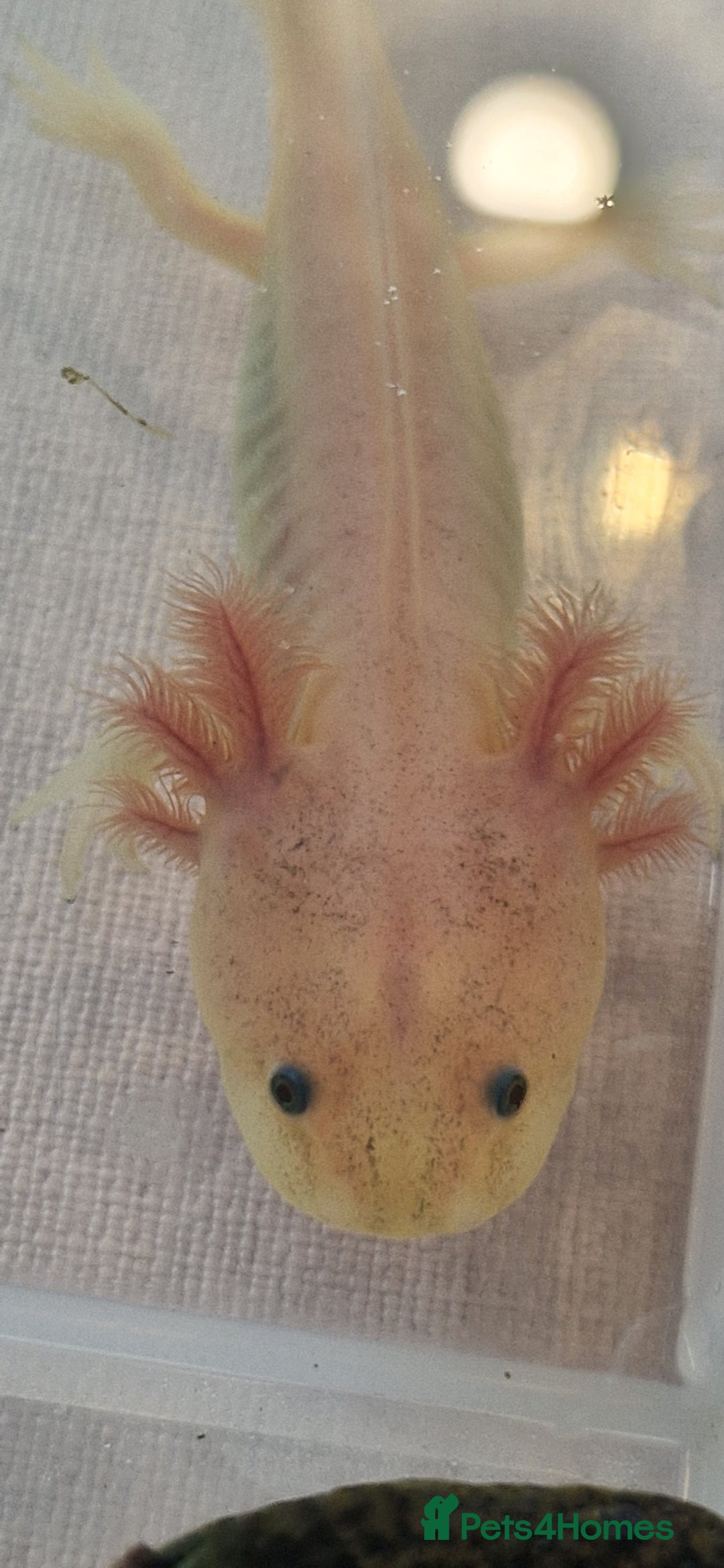 Axolotl reptiles for sale: Axolotls - Image 31