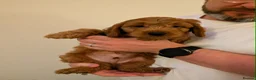 Cockapoo dogs for sale: Cockapoo Puppies (F2) - Advert 3