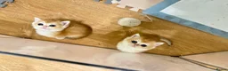 British Shorthair cats for sale: Gorgeous GCCF registered British shorthair Gold. - Advert 10