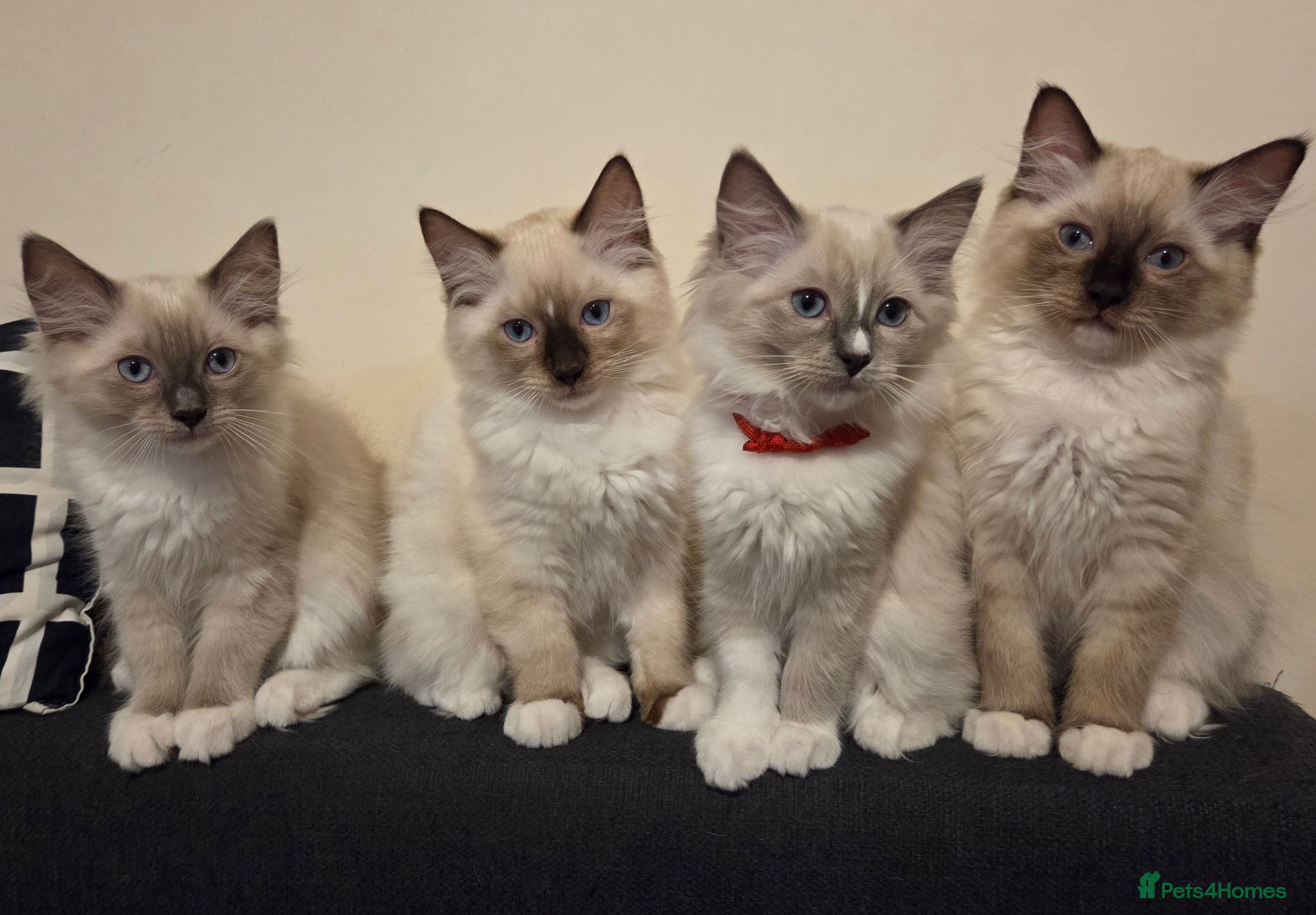 Ragdoll cats Fluffy Ragdoll Kittens  - Advert 1