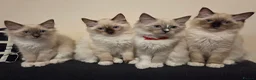 Ragdoll cats for sale: 3 Fluffy boys left  - Advert 3