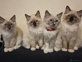 Ragdoll cats Fluffy Ragdoll Kittens - Advert 1