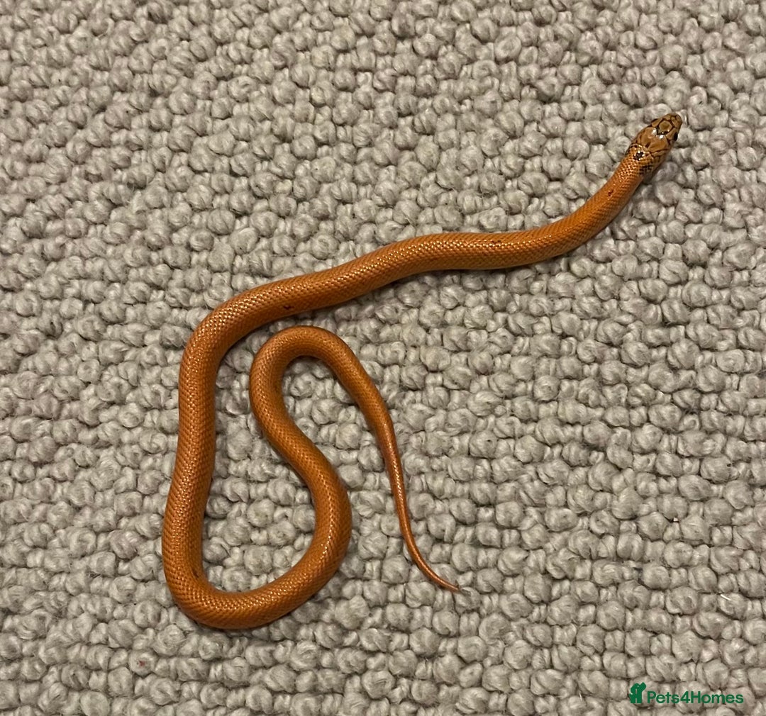 King Snake reptiles for sale: Apalachicola kingsnake - Advert 8