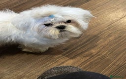 Maltese dogs for sale: Beautiful Korean Maltese in Barnstaple - Image 9