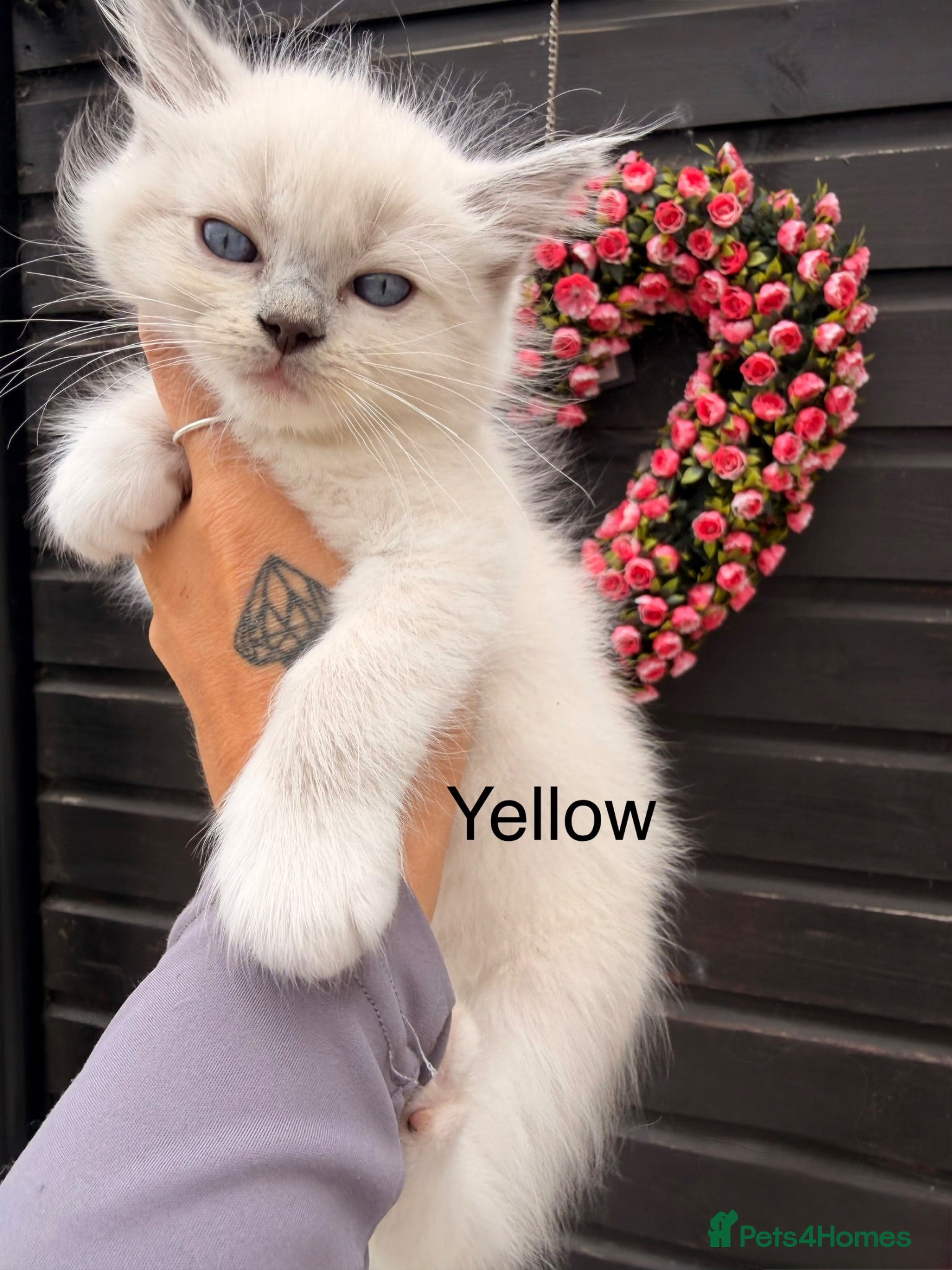Ragdoll cats Ready now - Purebred blue point ragdolls - Advert 16