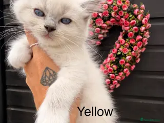 Ragdoll cats Ready now - Purebred blue point ragdolls - Advert 16