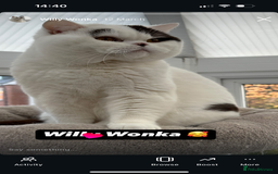 British Shorthair cats for sale: Chunky Red and White British Shorthair TICA - Image 9
