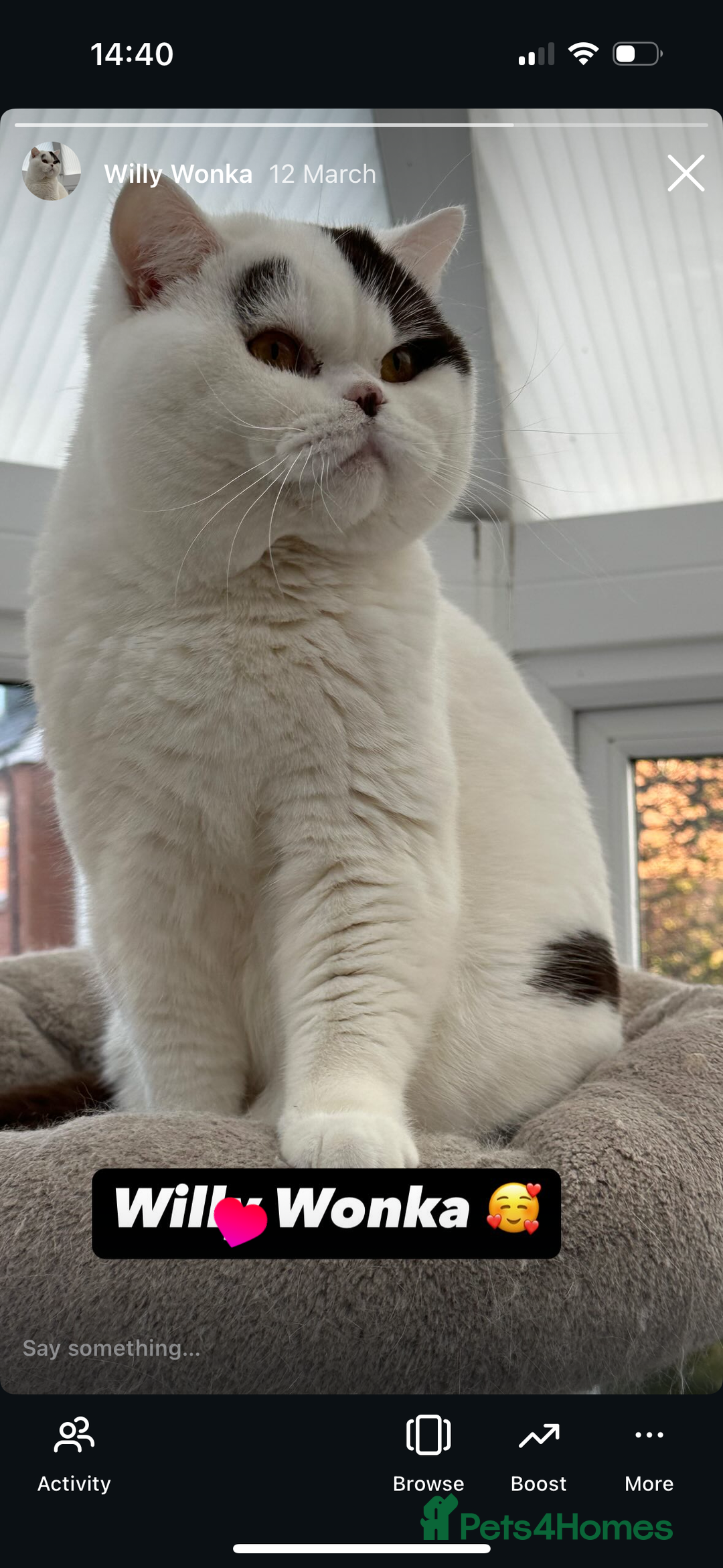 British Shorthair cats for sale: Chunky Red and White British Shorthair TICA - Image 9