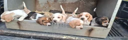 Beagle dogs for sale: 5 Stunning Beagle  puppies  in Brecon - Advert 8