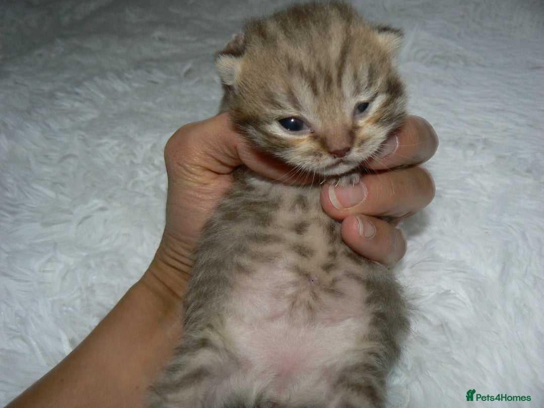 British Shorthair cats for sale: Pedegree British Blue + Tabby Shorthair Kittens - Image 6