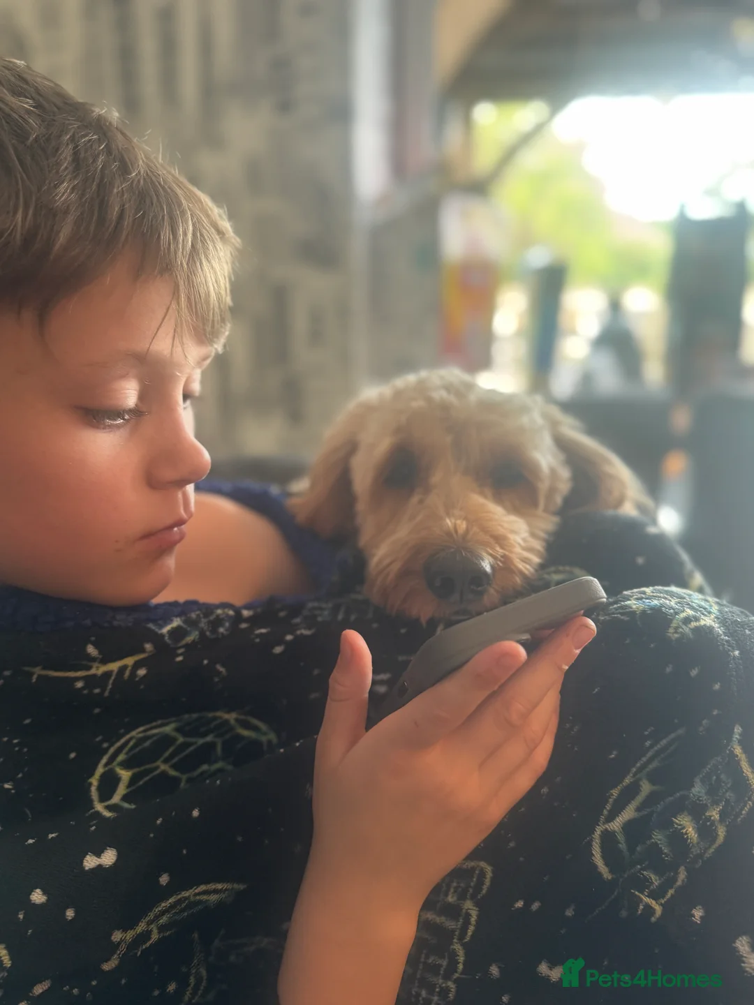 Cockapoo dogs for sale: Cockapoo Puppy  - Advert 17