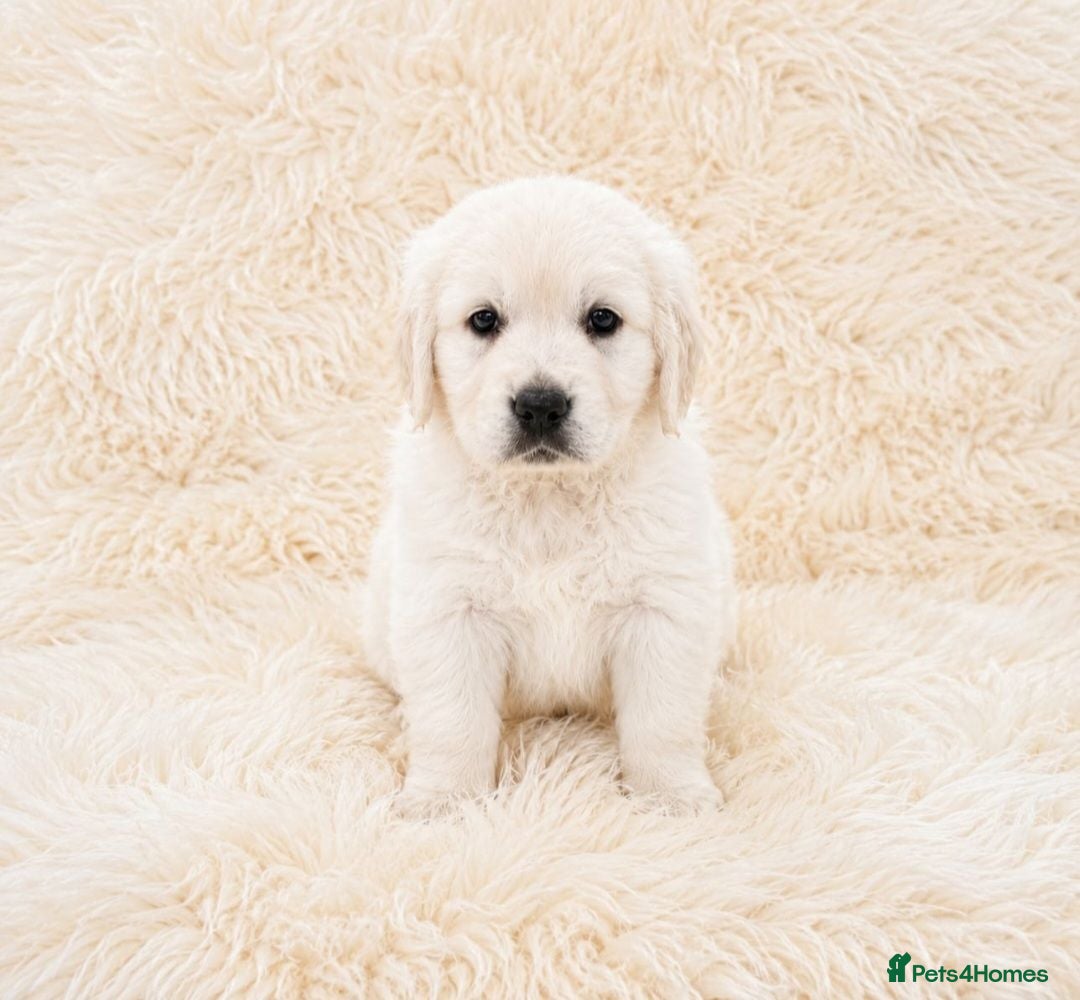 Golden Retriever dogs Newmiller Retrievers - One Boy Avaliable  - Advert 1