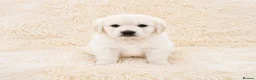 Golden Retriever dogs for sale: Newmiller Retrievers - One Boy Avaliable  - Advert 1