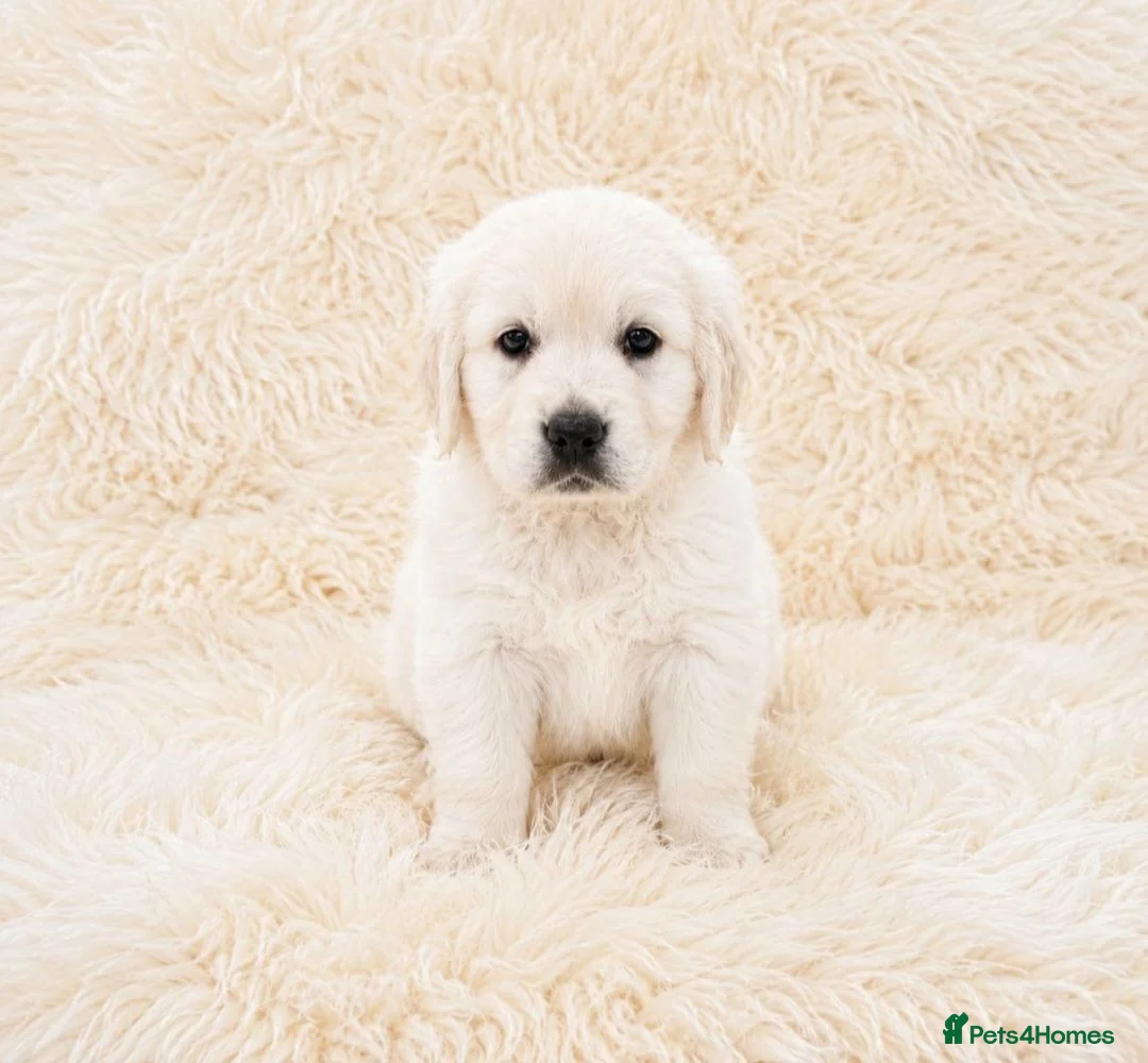 Golden Retriever dogs for sale: Newmiller Retrievers - One Boy Avaliable  - Advert 1