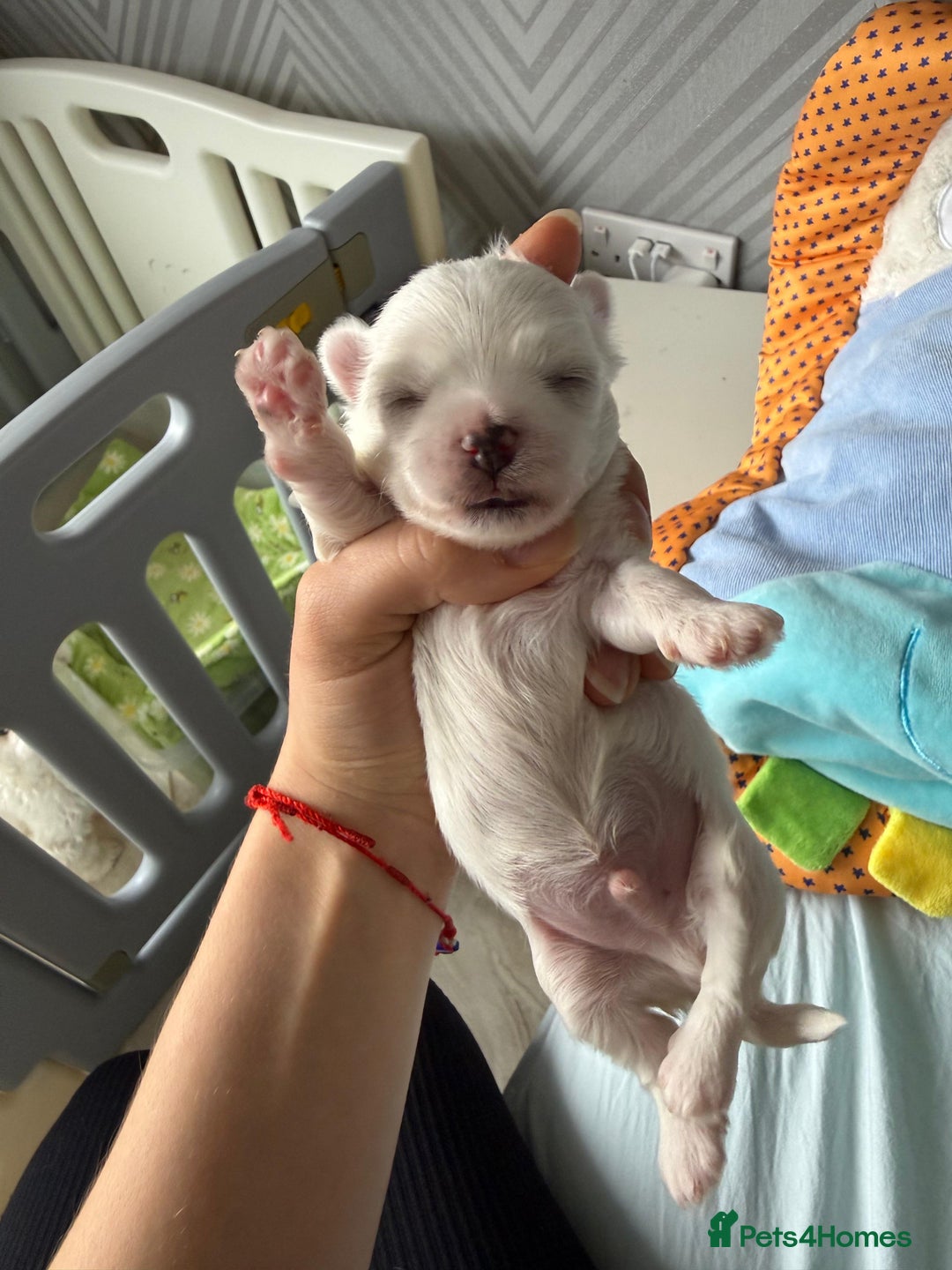 Maltese dogs for sale: Pedigree Maltese from Champion parents  - Advert 4