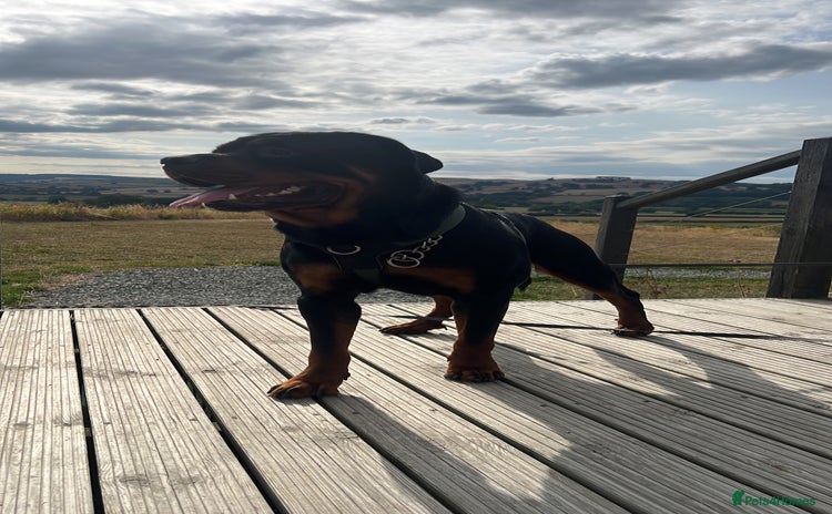 Rottweiler dogs - Advert 3