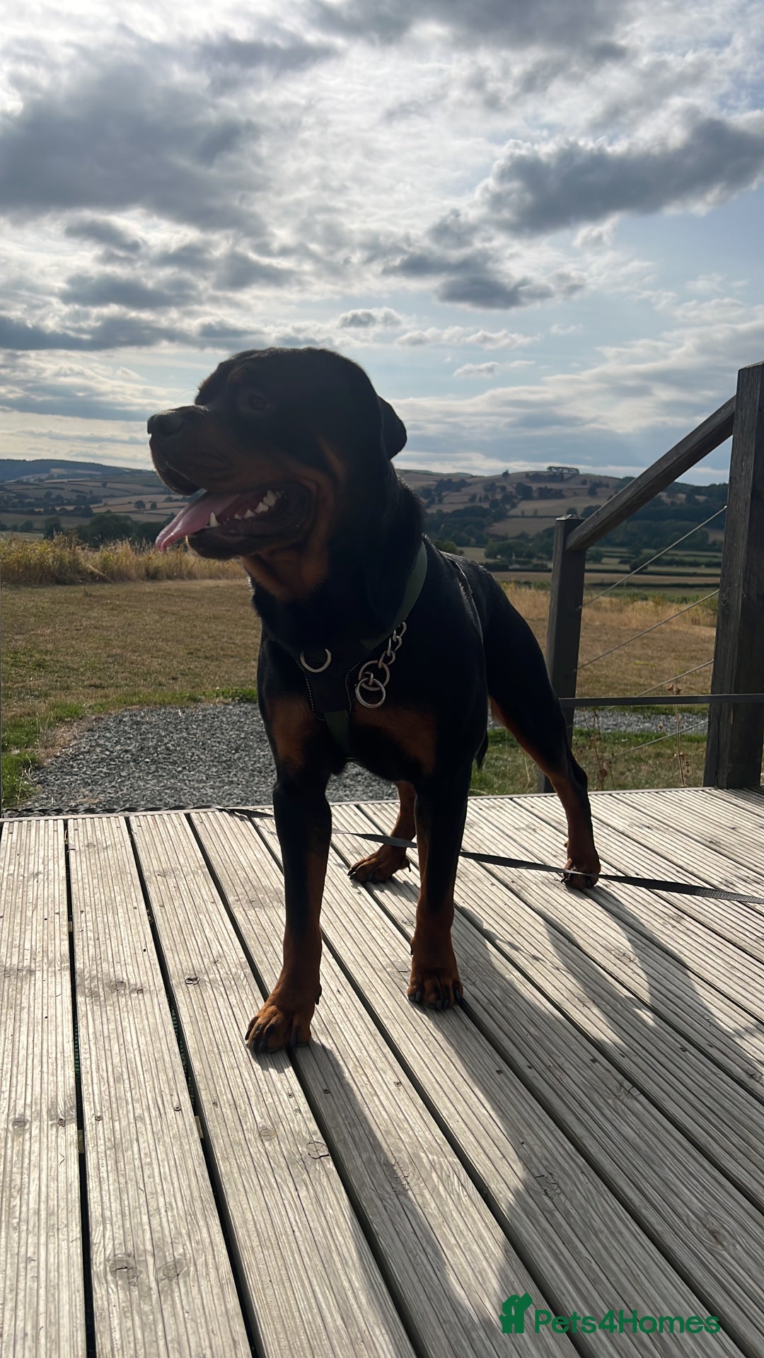 Rottweiler dogs for sale: Bear the Rottweiler  - Image 1