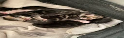 Mixed Breed cats for sale: 1 boy left black need home  - Advert 14