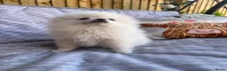 Pomeranian dogs for sale: Pomeranian female & male ready now  - Advert 4
