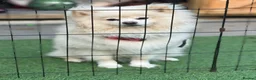Pomeranian dogs for sale: cream pomeranian  in Erith - Advert 3