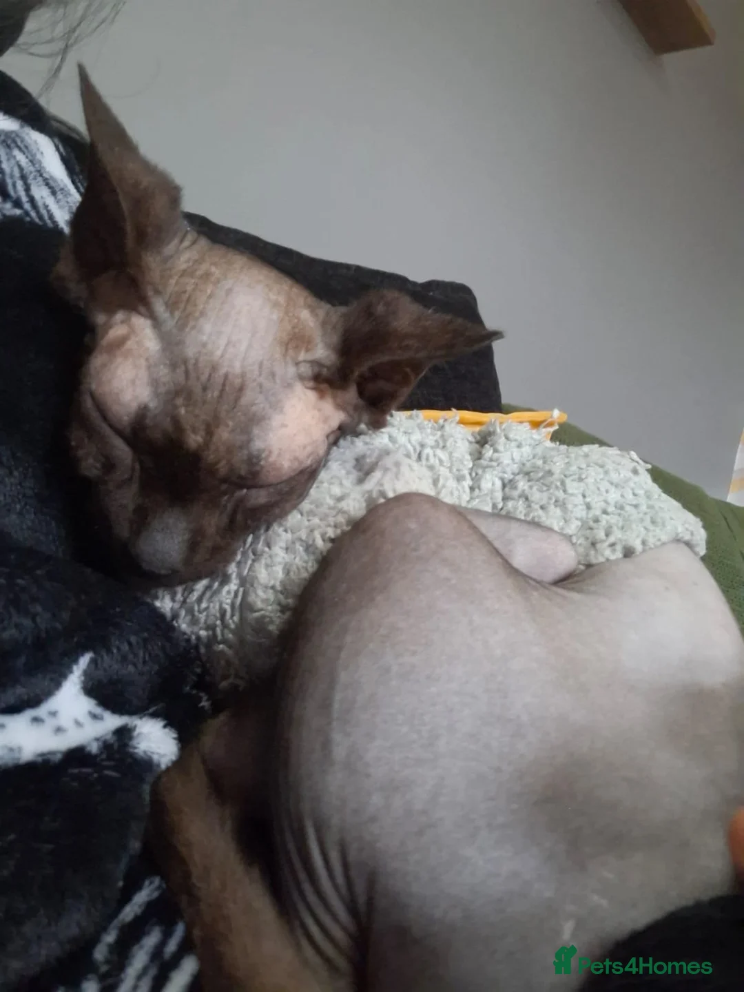 Sphynx cats for sale: Gizmo in Birmingham - Advert 3