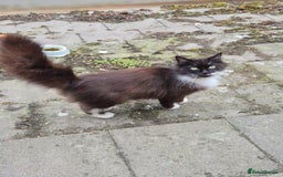 Mixed Breed cats for sale: 1 female kitten out litter of 3  - Image 13