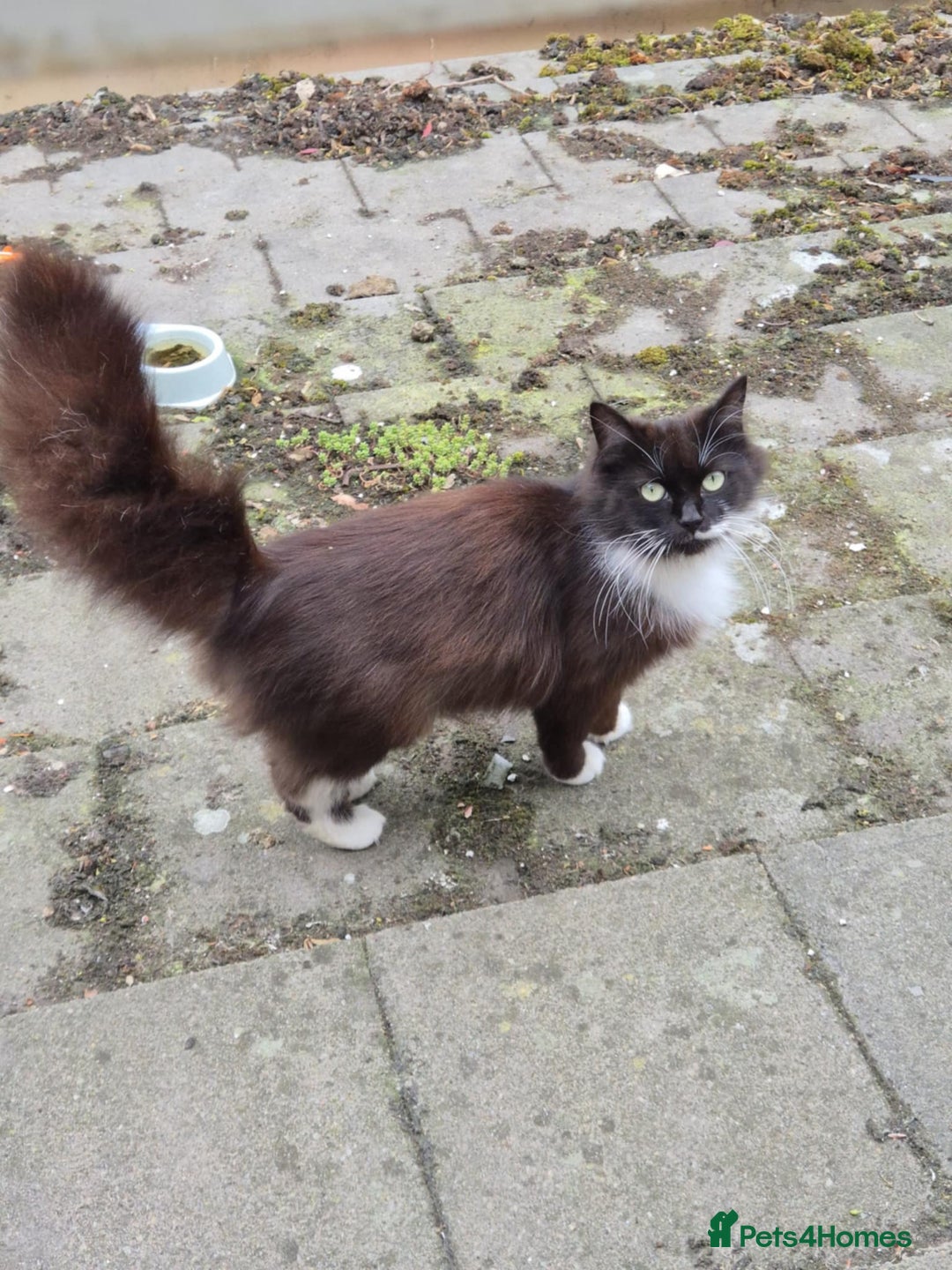 Mixed Breed cats for sale: 1 female kitten out litter of 3  - Image 13
