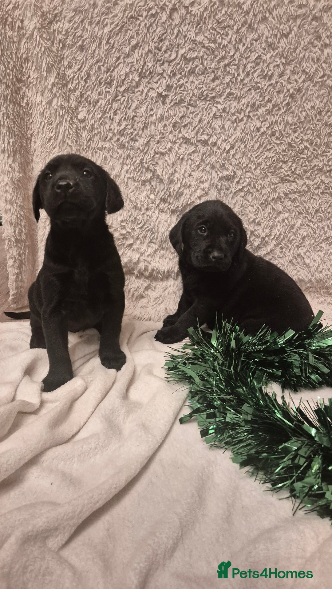 Labrador Retriever dogs for sale: Black labrador puppies  - Advert 1