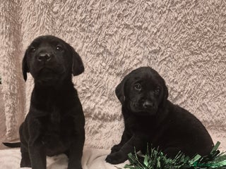 Labrador Retriever dogs Black labrador puppies - Advert 1