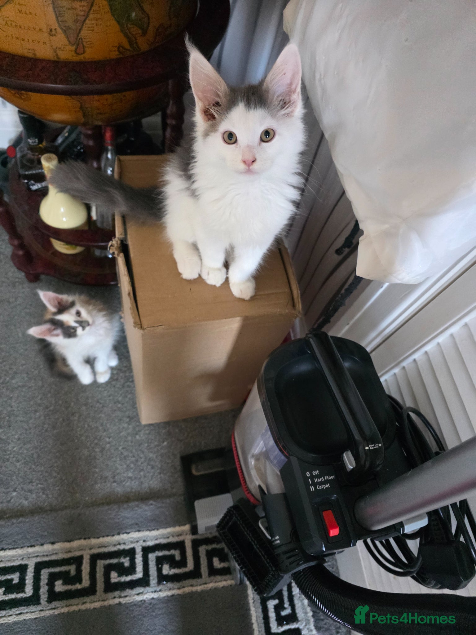 Maine Coon cats STUNNING MAINE COON KITTENS  - Advert 14