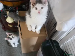 Maine Coon cats STUNNING MAINE COON KITTENS - Advert 14