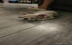 French Bulldog dogs for sale: French bulldog puppies - Image 5