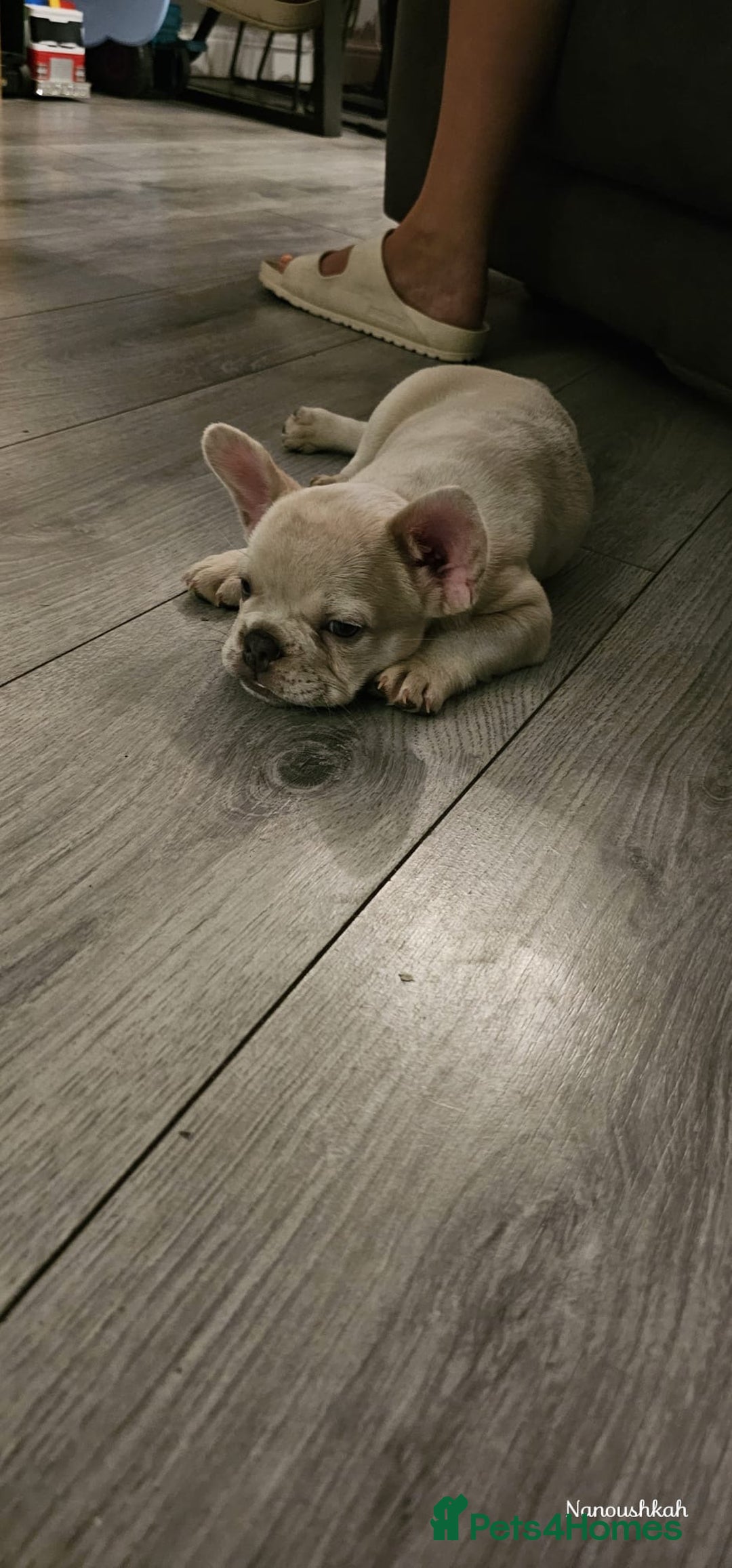 French Bulldog dogs for sale: French bulldog puppies - Image 5