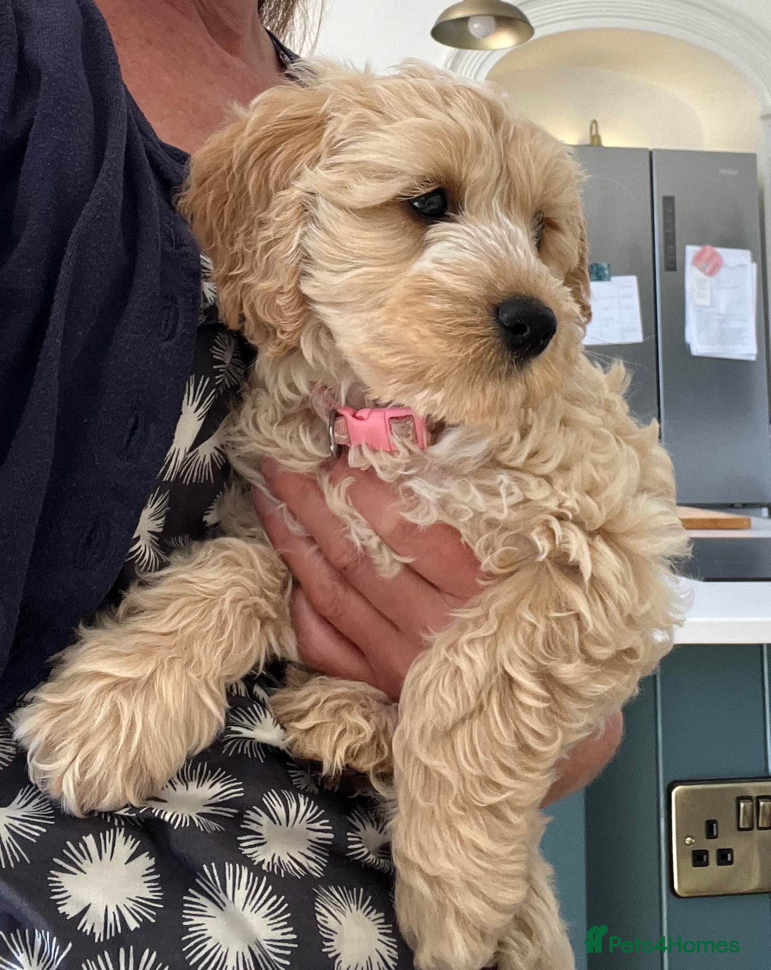 Cockapoo dogs Red Apricot cream white Curly Cockerpoo puppies - Advert 11