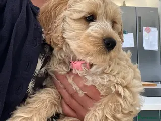 Cockapoo dogs Red Apricot cream white Curly Cockerpoo puppies - Advert 11